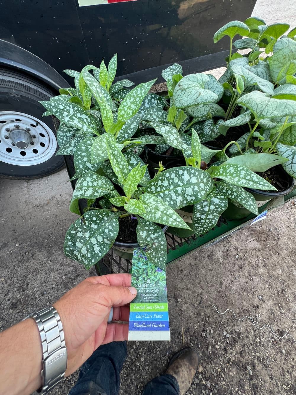 Hand holding a plant tag next to potted spotted leaves in a garden center.