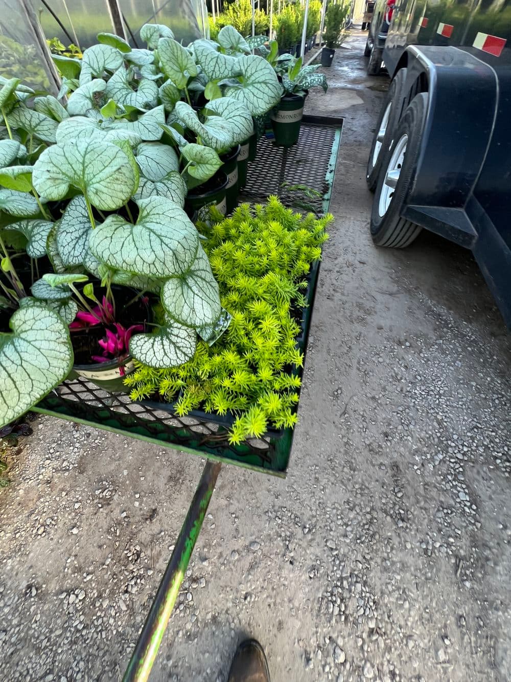 Vibrant green plants and colorful flowers on a cart in a garden center setting.