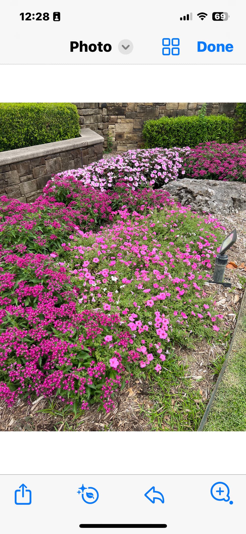 Vibrant pink and purple flowering plants in a lush garden landscape.