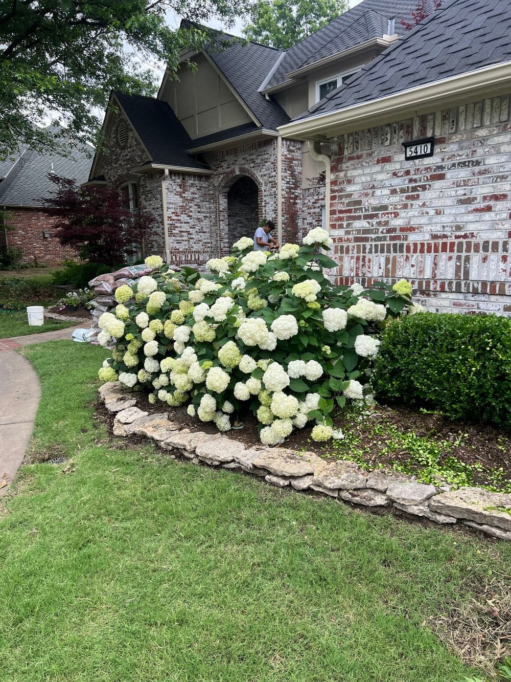 Lush white hydrangea bush blooming in front of a brick house on a sunny day.