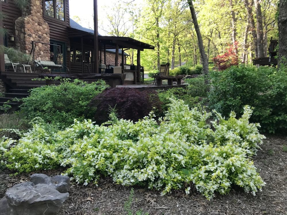 Lush garden featuring white flowering shrubs near a rustic stone home in a wooded area.