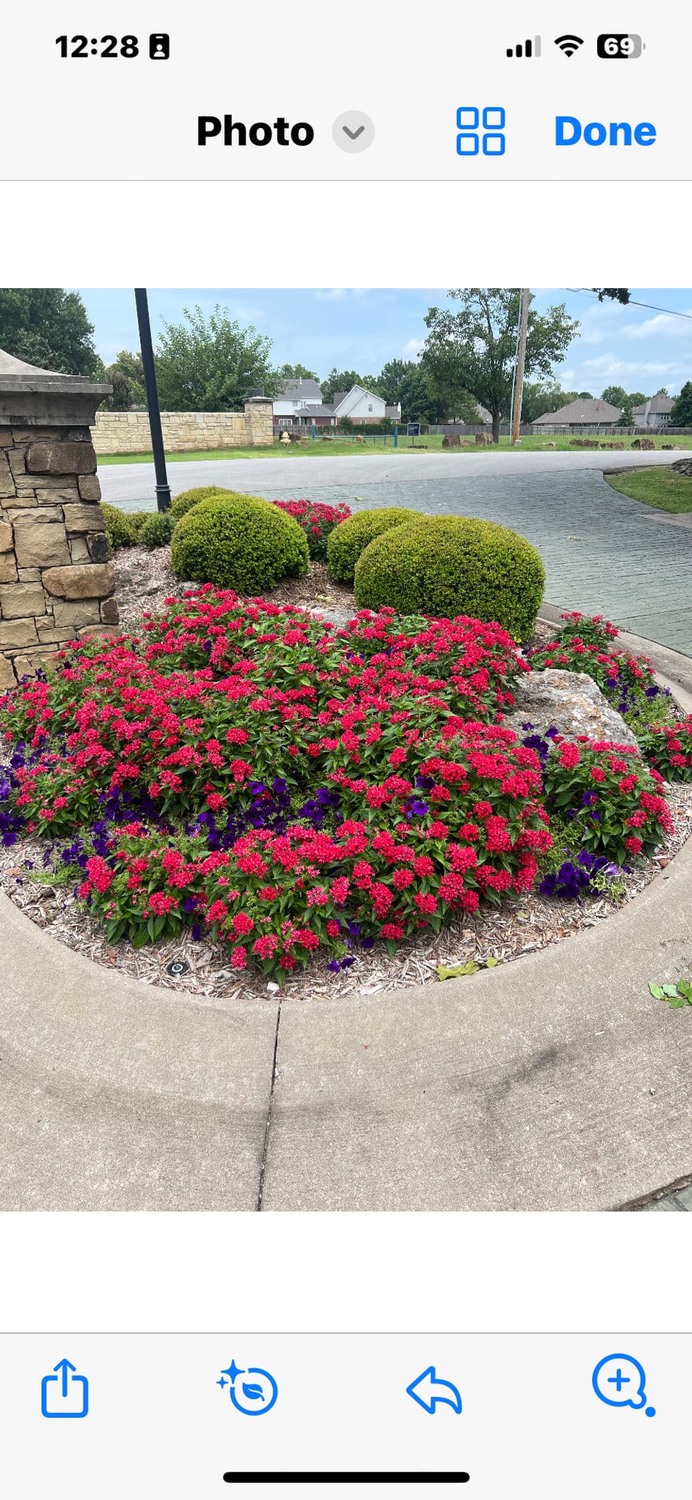 vibrant flower bed with red and purple blooms beside manicured green shrubs in landscaped garden
