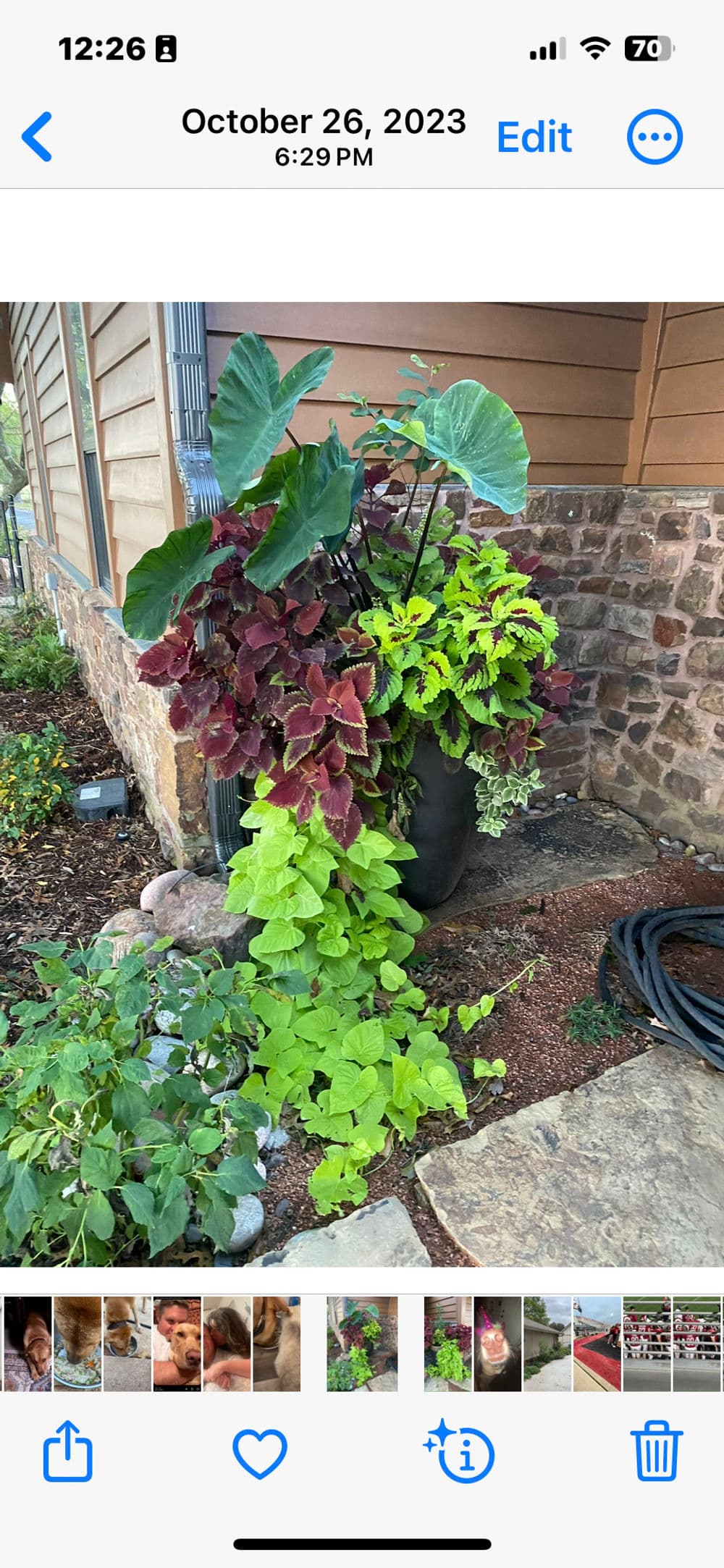 Vibrant container garden with colorful foliage and lush plants near a home, October 2023.