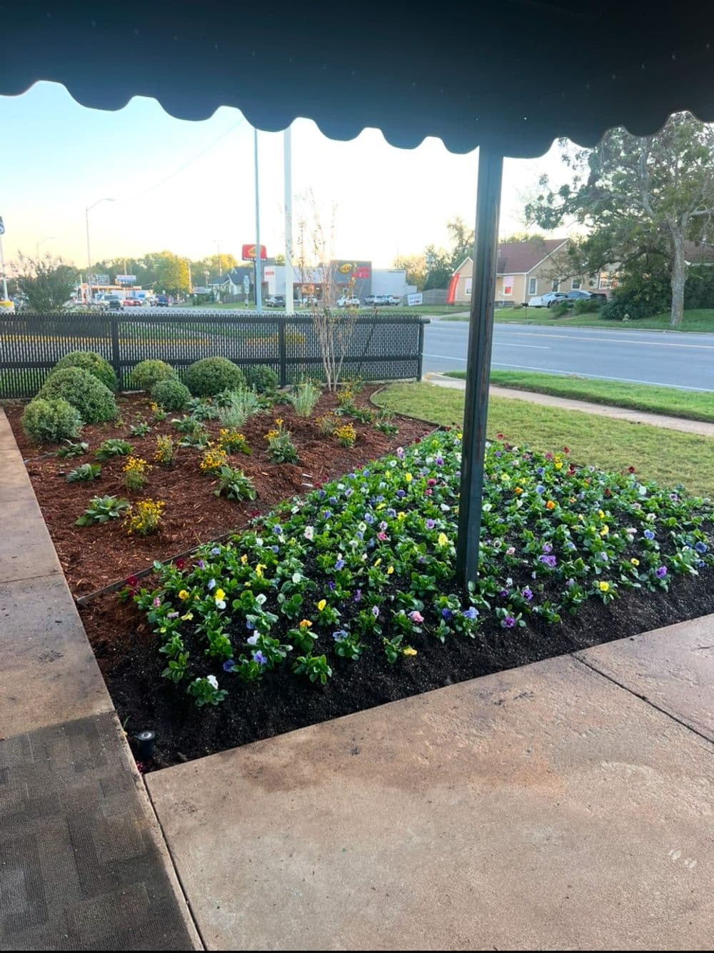 Colorful flower bed with pansies and landscaped shrubs beside a sidewalk and road.