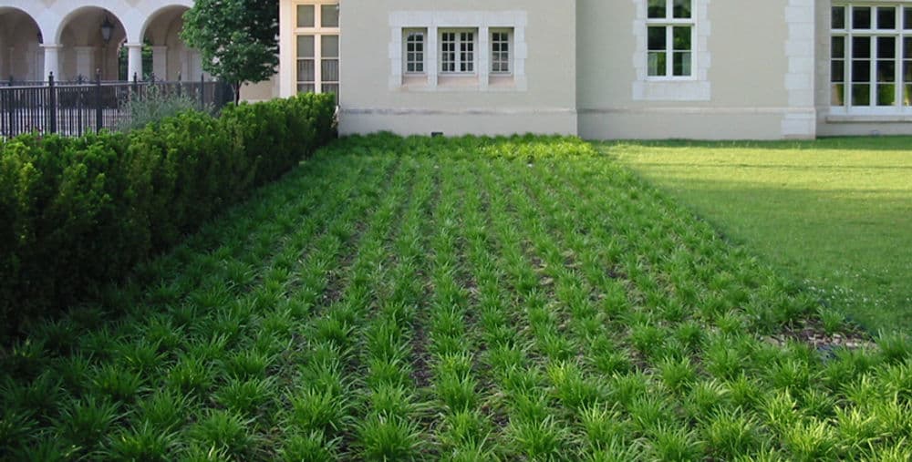 Lush green grass and plants in a neatly landscaped garden beside a building.